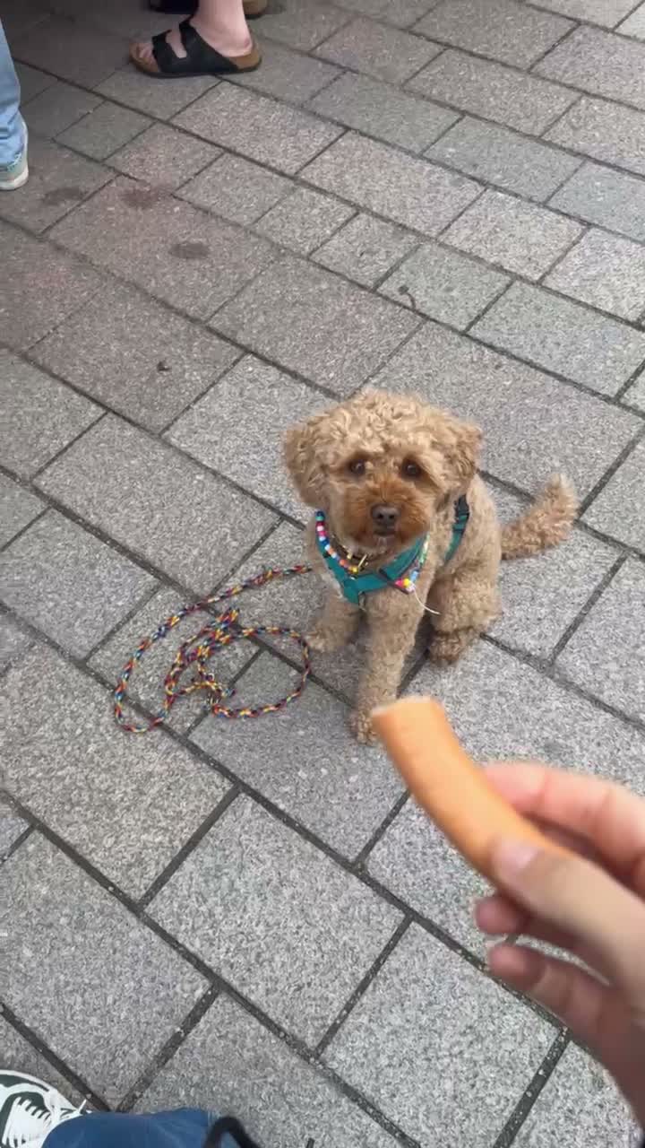 Ein Pudel sitzt brav auf dem Marktplatz, davor eine Hand mit einer Saitenwurst
